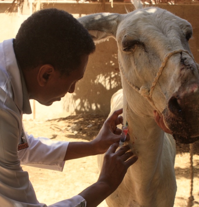 Dr. Soliman behandelt een ezeltje