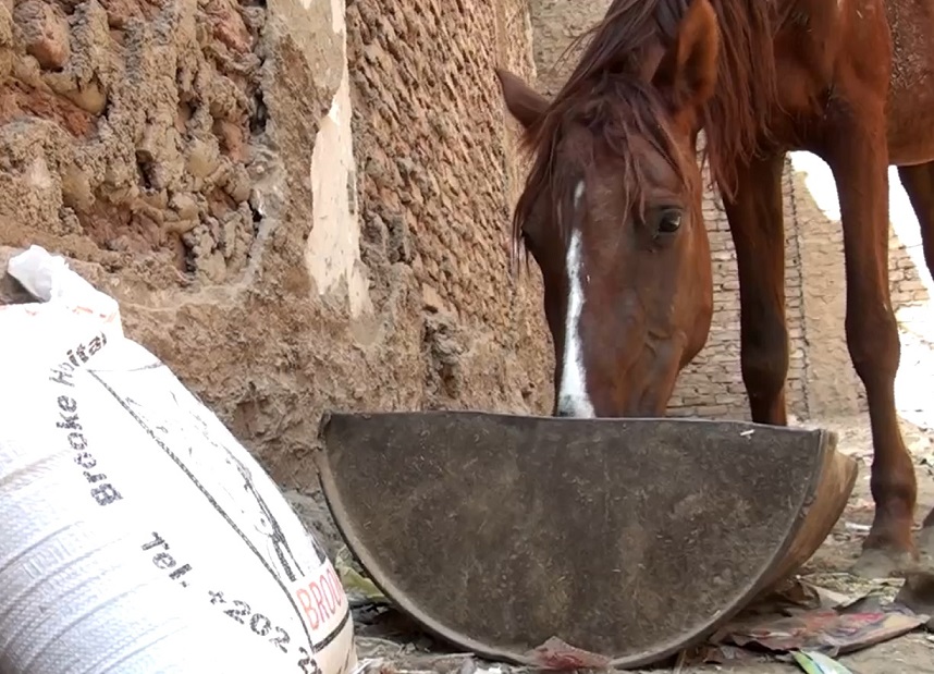 toeristenpaard Luxor
