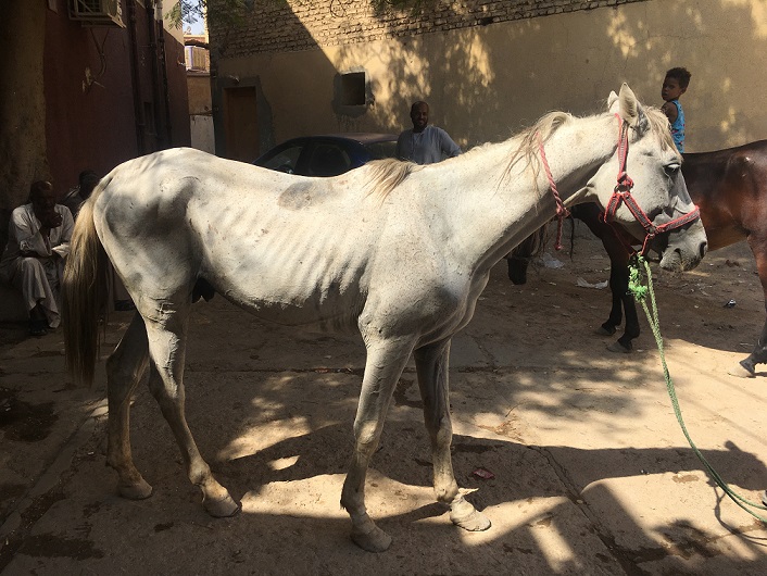 ondervoed toeristenpaard Aswan