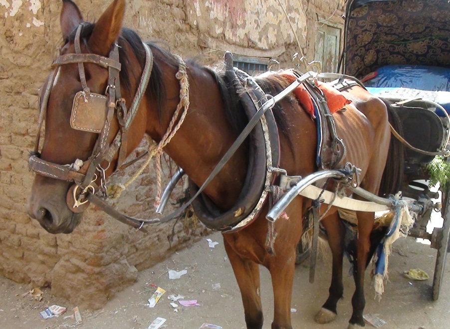 mager koetspaard Luxor