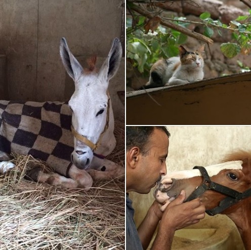 Dierendag-collage