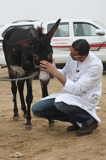 dr amr met ezeltje