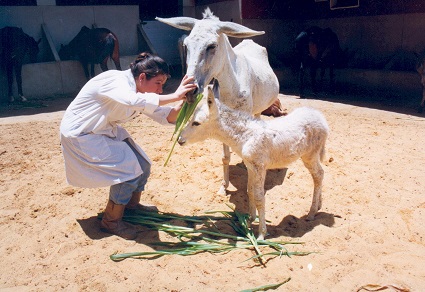 Dr Amira in 1987