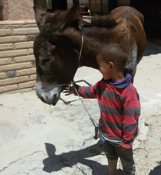 Jongetje met zijn ezel voor kliniek Mersa Matrouh