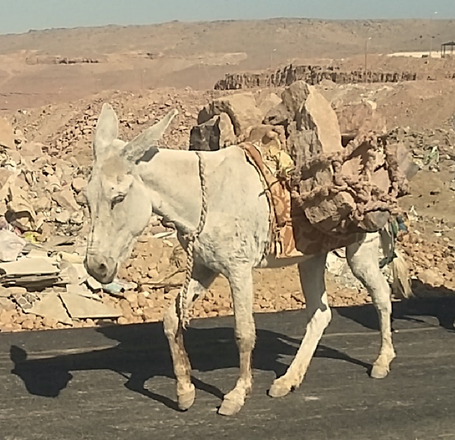 ezeltje steengroeve Aswan