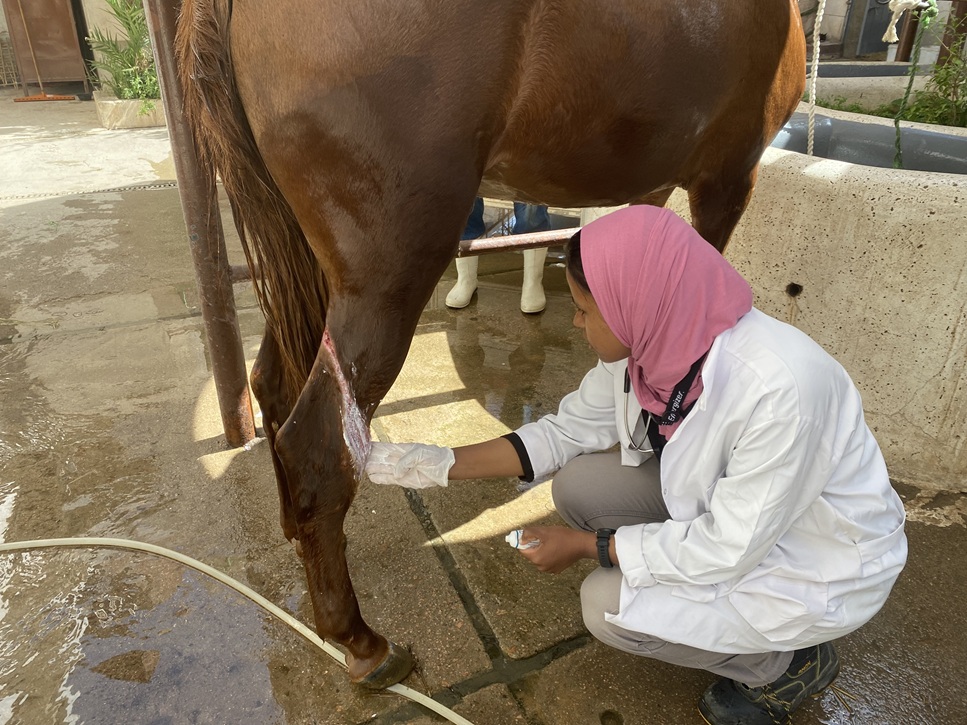 Behandeling door dierenarts Dr. Israa