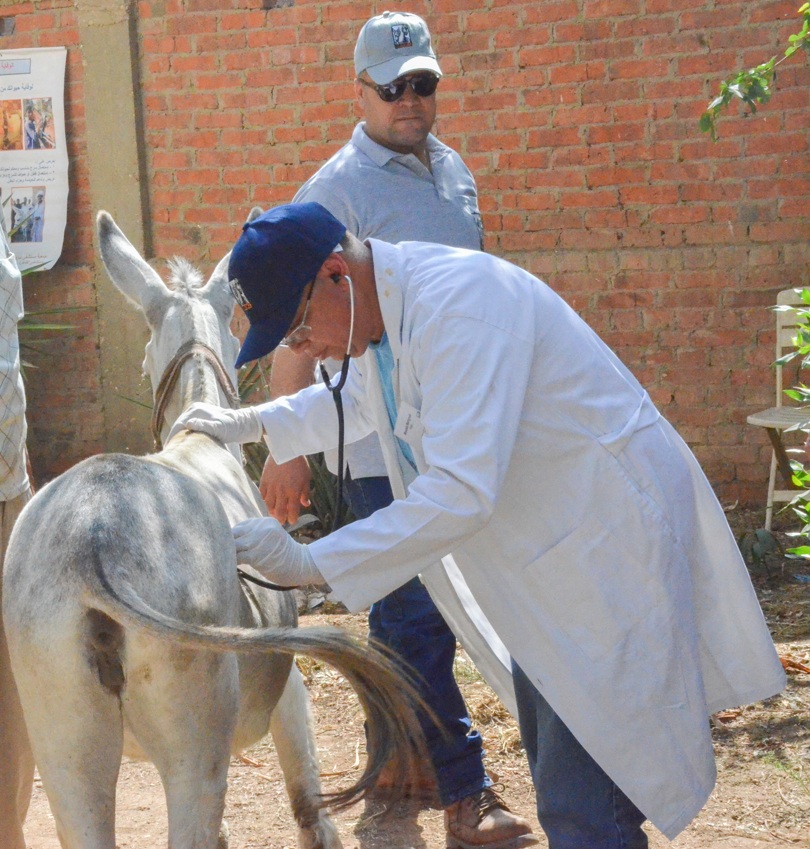 Hulp door Brooke-dierenarts